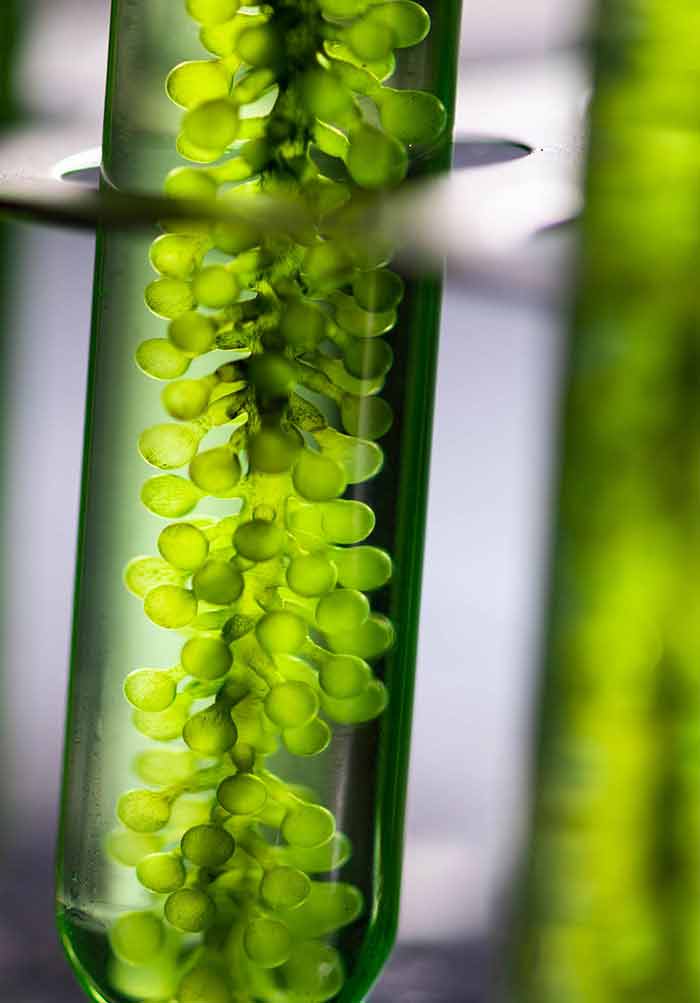 Nanocatalyst for Green Fuel Production